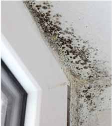 Perfect Basement Waterproofing and Mold Remediation NJ